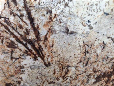 Bariloche Gold Granite Slabs